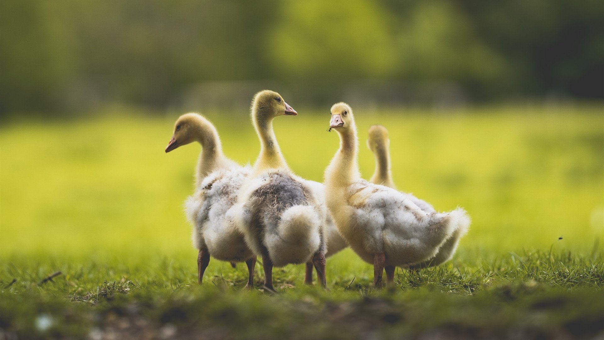 国王压制奇才，德罗赞成为关键先生，芝加哥的救赎与新生